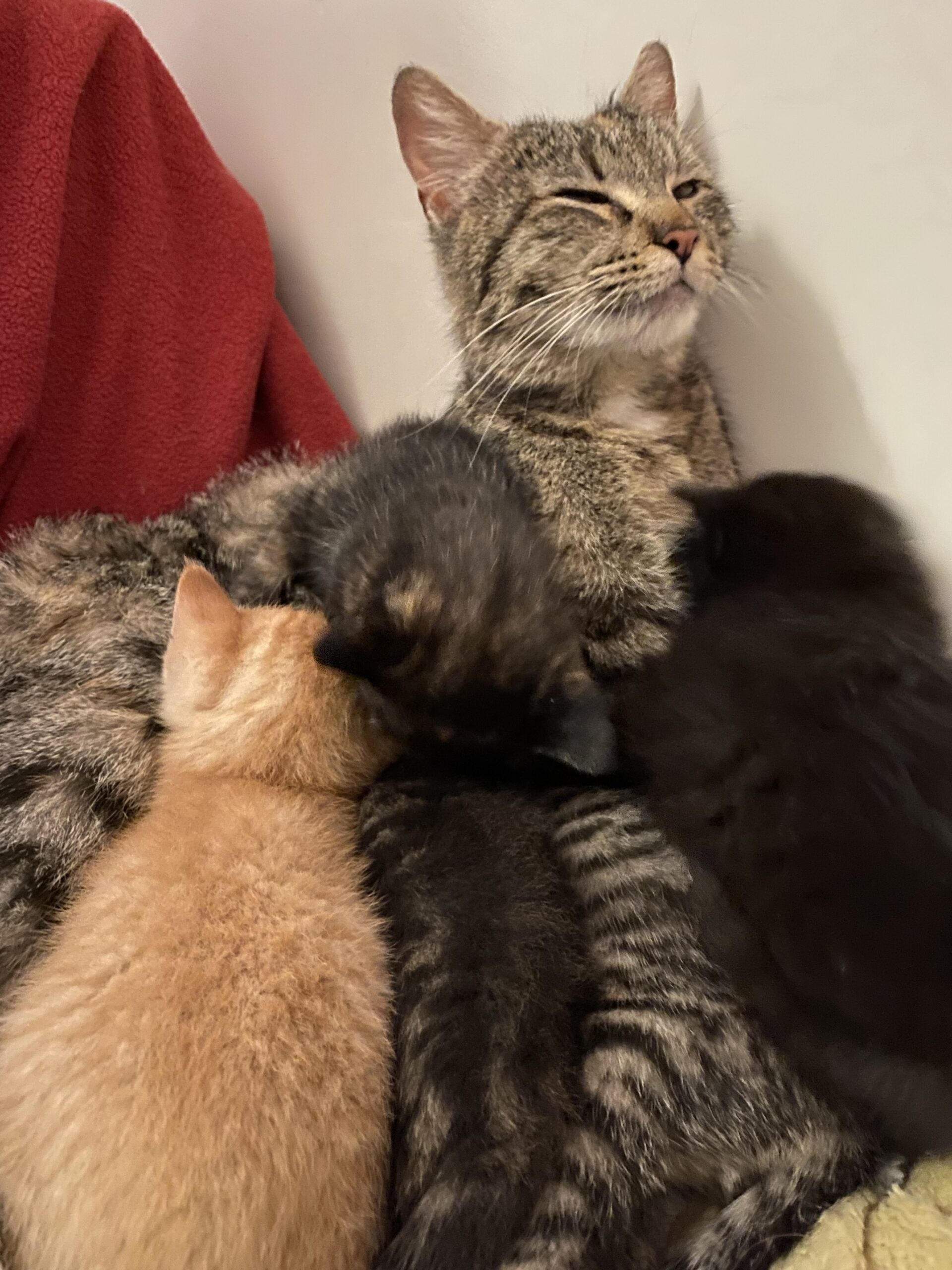 Zoey with her kittens
