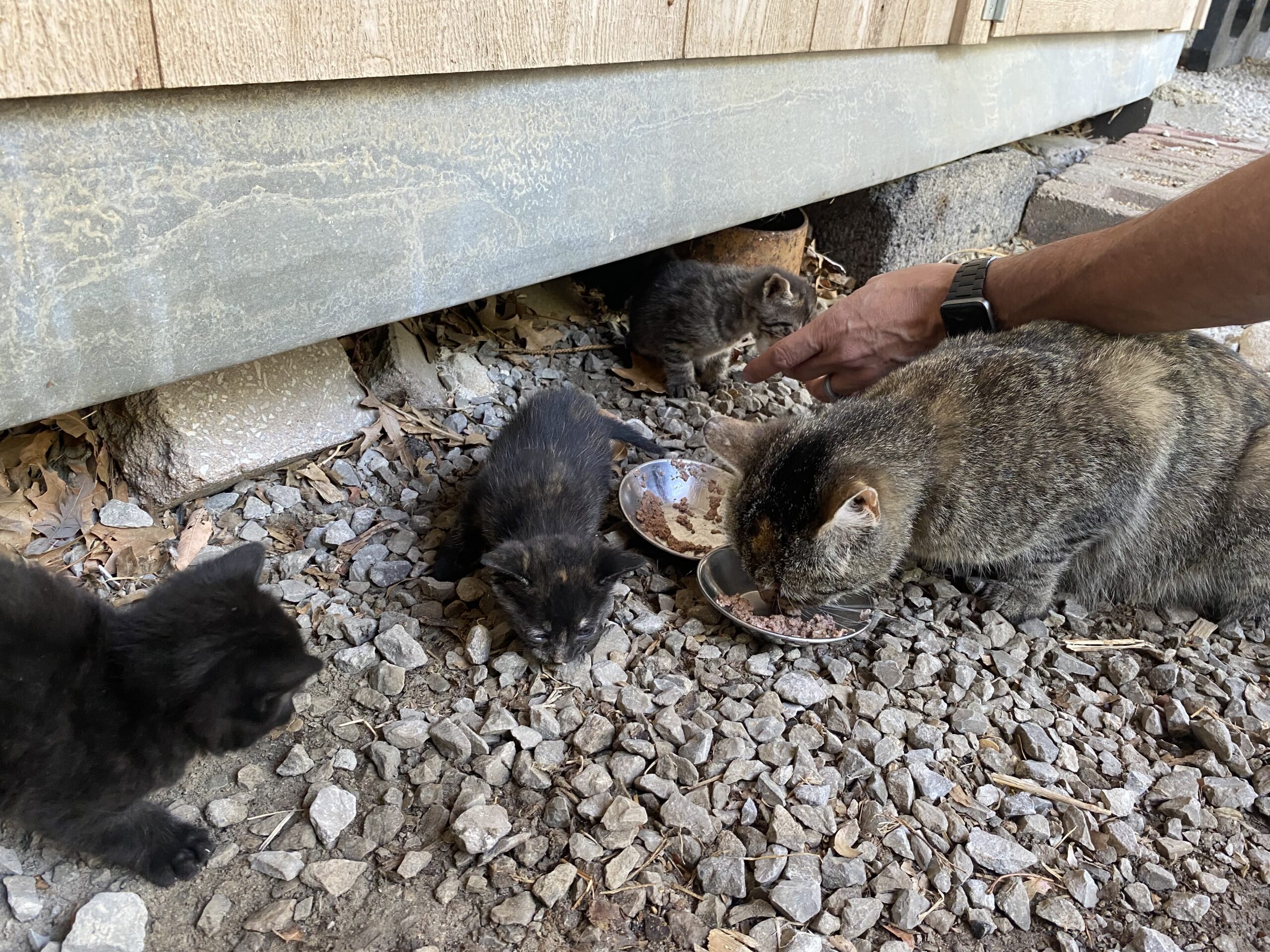 The first sighting of kittens